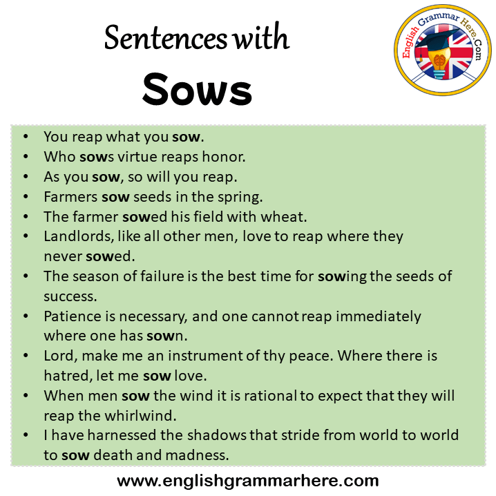 Sentences with Sows, Sows in a Sentence in English, Sentences For Sows